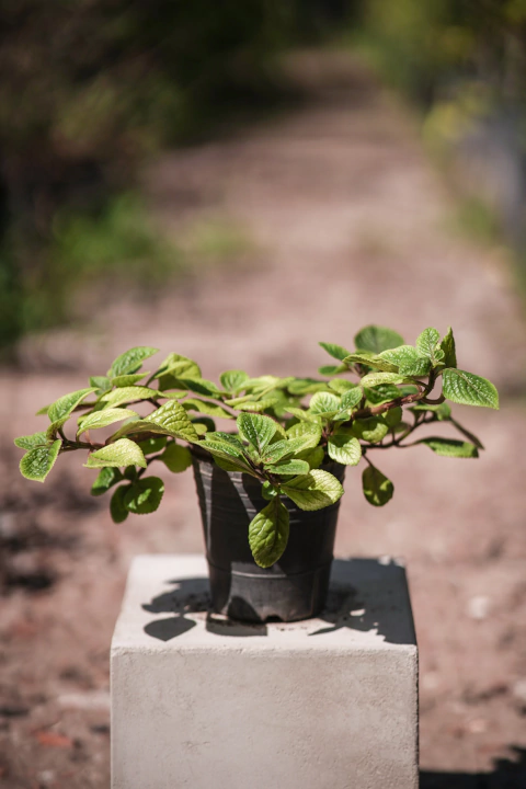 Plectranthus Verii - comprar online