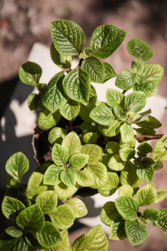 Plectranthus Verii en internet