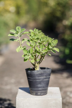 Plectranthus Neochilus - comprar online