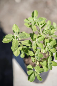 Plectranthus Neochilus en internet