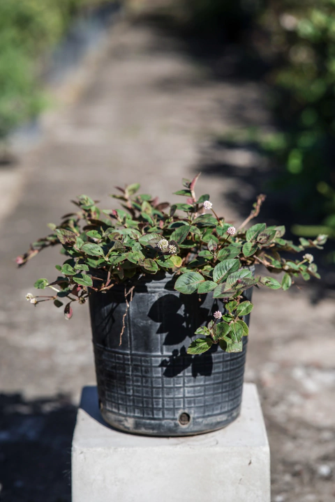 Polygonum Capitatum - comprar online