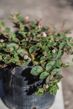 Polygonum Capitatum en internet