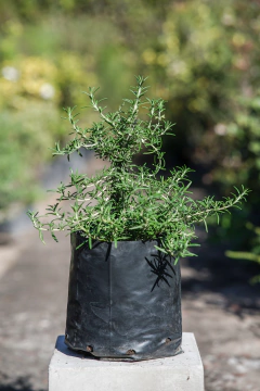 Romero - Viveros El Botánico