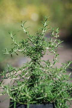 Romero - tienda online