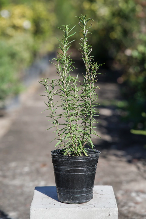 Romero - comprar online