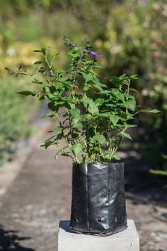 Salvia Guaranitica Purpurea - comprar online