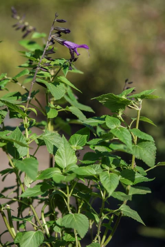 Salvia Guaranitica Purpurea en internet
