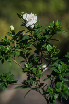 Jazmin Kimura en internet