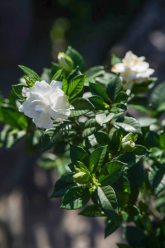 Jazmin Kimura - Viveros El Botánico