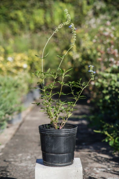 Salvia Uliginosa - comprar online