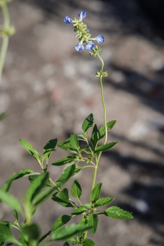 Salvia Uliginosa - Viveros El Botánico