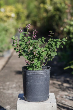 Salvia Coccinea - comprar online