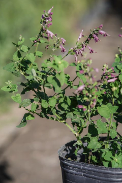 Salvia Coccinea en internet