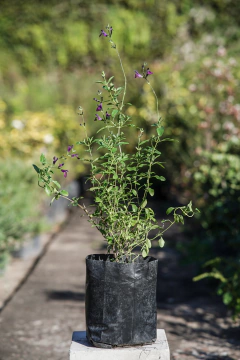 Salvia X Jamensis - comprar online