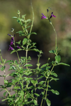 Salvia X Jamensis en internet