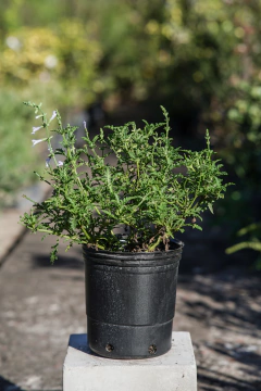 Salvia Nelson - comprar online