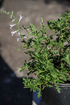 Salvia Nelson en internet