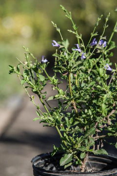 Salvia African Sky en internet