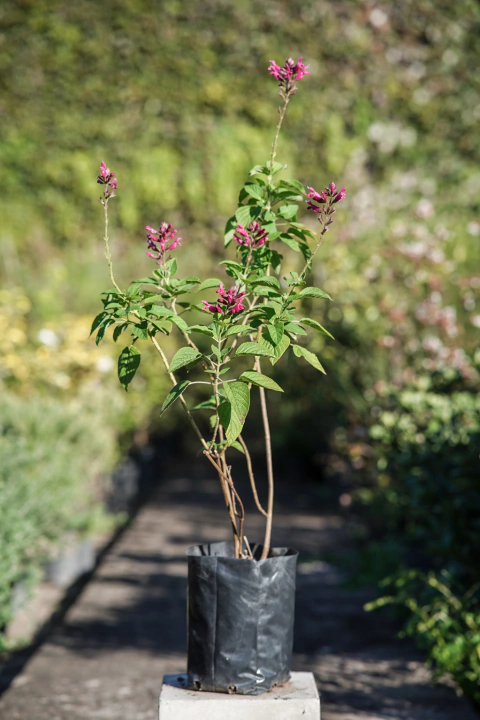 Salvia Involucrata - comprar online