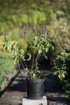 Salvia Big Blue - comprar online