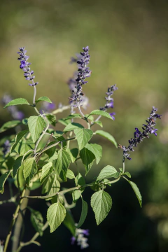 Salvia Big Blue en internet