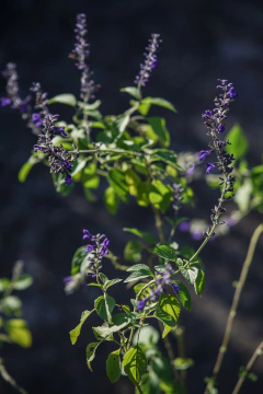 Salvia Big Blue - Viveros El Botánico