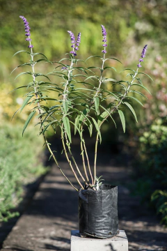 Salvia Leucantha - comprar online