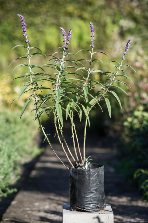 Salvia Leucantha - comprar online