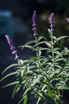 Salvia Leucantha en internet