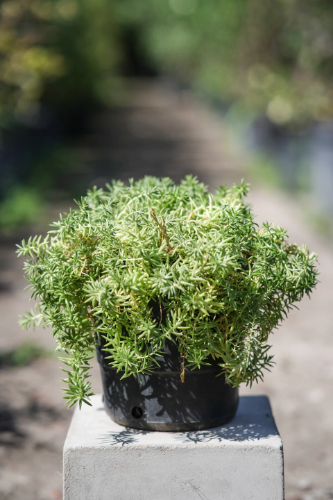 Sedum - comprar online