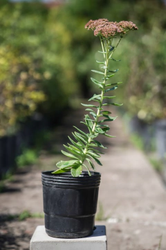 Sedum - Viveros El Botánico