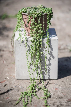 Senecio Rosario - comprar online