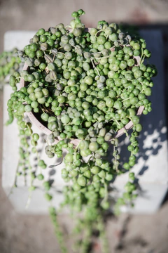 Senecio Rosario en internet