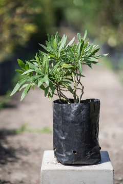 Senecio Grisebachi - comprar online