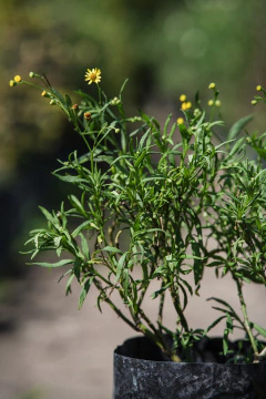 Senecio Madagascariensis en internet