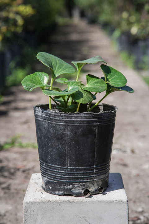 Boina de Vasco - comprar online