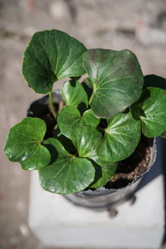 Boina de Vasco en internet