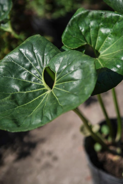 Boina de Vasco - tienda online