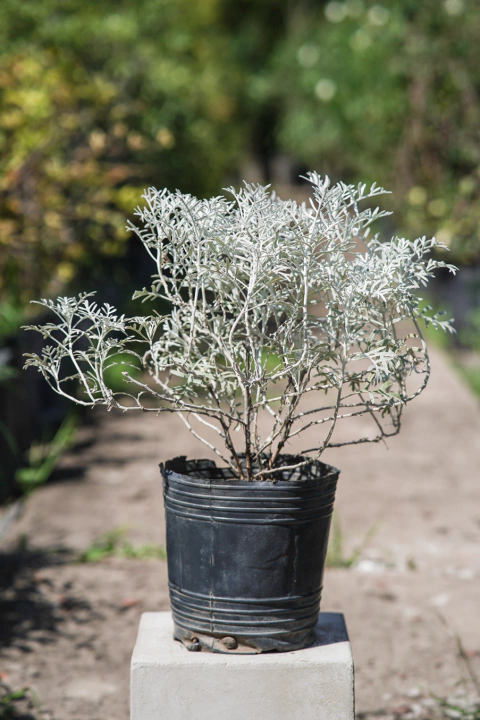 Senecio Candidissima - comprar online