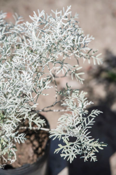 Senecio Candidissima en internet