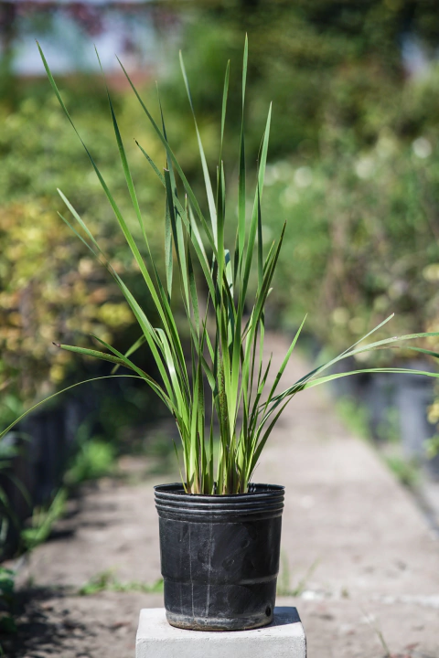 Sisyrinchium - comprar online