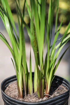 Sisyrinchium en internet