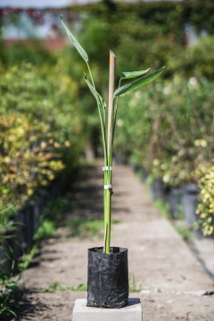 Thalia Multiflora - comprar online