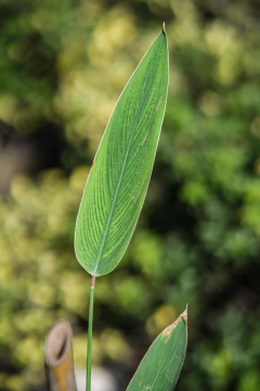 Thalia Multiflora en internet