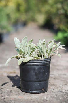 Stachys Lanata - comprar online