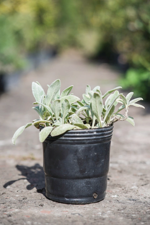 Stachys Lanata - comprar online