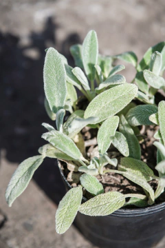 Stachys Lanata en internet