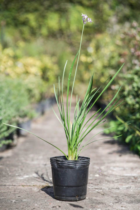 Thulbalgia Violacea - comprar online