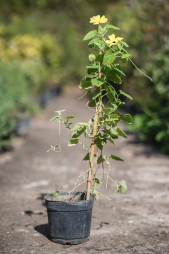 Thumbergia (Ojo de Poeta) - comprar online