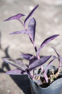 Tradescantia en internet